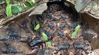 Wow So Great today finding a lots of Big Black Scorpions in farms of forest [upl. by Dukie985]