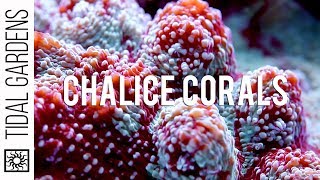 Chalice Corals here at Tidal Gardens [upl. by Akiehsal]