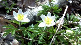 Vårens blommor i Sverige [upl. by Airom]