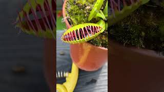 How Many Flies Can a Venus Flytrap Eat [upl. by Jaquelin]