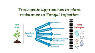 Transgenic strategies in plants resistance to fungal infection [upl. by Shanley]