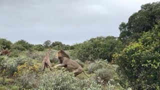 Baby Giraffe Attacked By Lions After Taking First Steps [upl. by Adrianna]