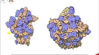 CH450 Chapter 73 RNA Enzymes Ribozymes [upl. by Ystap]