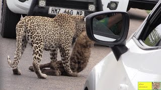 FIRST TIME EVER  Leopard Hunt And Kill And EAT A Hyena [upl. by Nivlak780]