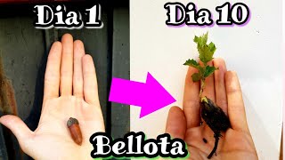 🌳 Como plantar y Germinar Bellotas Sembrar y Cultivar bellota y encinas • Robles • Alcornoques [upl. by Ilke]