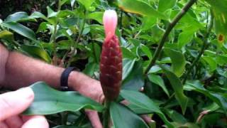 Rare Plant Care  Amazing Facts of Costus spiralis [upl. by Ayanet]