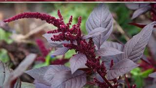 How to Growing Amaranthus [upl. by Nytnerb]