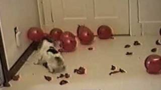 Dog Pops Balloons PetTube [upl. by Kiley]