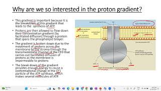 Chemiosmosis apbiology ibbiology plantphysiology photosynthesis class12th neetbiology [upl. by Aicela]