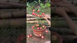 New technique of growing apple tree applegrafting apple applefruit farming viral shorts [upl. by Elyl777]