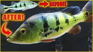 Timelapse 11 months of growth baby Peacock bass to large Peacock bass [upl. by Acnaib209]