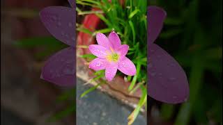 Zephyranthes minuta Amaryllidaceae familynature forestflowertrendinggarden forestgardenflora [upl. by Yruok]