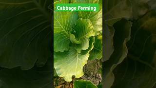 Cabbage Ferming 🥬short 🥰tending🇮🇳✈️📲 VegetabelSupply plant nursery [upl. by Giorgia851]