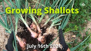 How we Grow Dutch Red Shallots [upl. by Airdnalahs457]