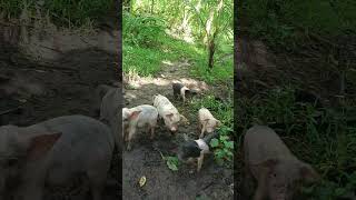 FreeRange System • Native Piglets  The Backyard Farming [upl. by Narine]