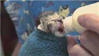 Kitten amp Cat Care  How to Raise JustBorn Kittens [upl. by Amliw409]