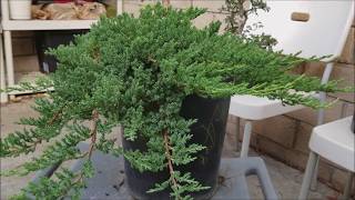 How to make bonsai out of nursery stock for under 30  Juniper Bonsai [upl. by Chariot]