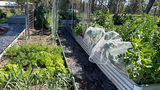 Spring Garden Tour  Harvest  Australian Homestead  Mid North Coast [upl. by Herrington233]