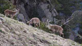 Printemps des bouquetins de Cauterets [upl. by Allak]