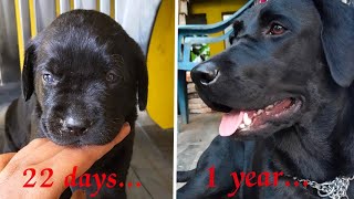 Labrador Dog One year Transformation Part 1 Black Lab Kerala born Puppy to Dog [upl. by Tamsky]