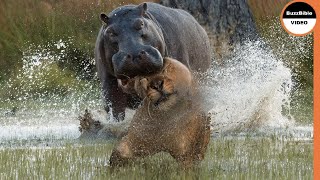 Territorial Hippo Pounces on a Lion With All Its Might [upl. by Eyt]