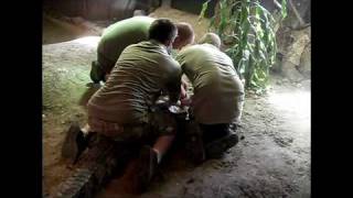 Cuban Crocodile Arrives In New Enclosure [upl. by Frayne]