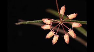 Nectar Mess Solution amp Hoya insularis Another Look [upl. by Shaum274]