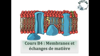 Cours B4  Membranes et échanges de matière [upl. by Mochun]