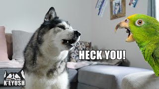 Husky Has Argument With Bird That Talks Back [upl. by Gee204]