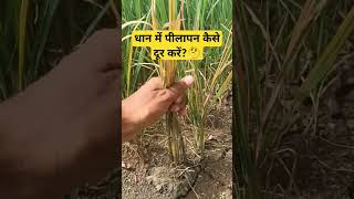 😥धान में पीलापनkhetiyoutubeshortsagricultureviralshortshortsfarmingwithpiyushpilapandhan [upl. by Stefanac]