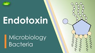 Lipopolysaccharides  LPS  Endotoxin  Bacterial toxin  Inflammation  Basic Science Series [upl. by Rogergcam]