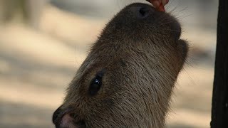 Explorando la vida de la Capibara la roedora más grande del mundo [upl. by Nedra]