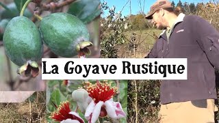 Cultiver la Goyave Rustique [upl. by Saiff405]