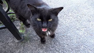 Black cat meows persistently to attract my attention [upl. by Nallak]