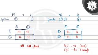 Assertion  \\\\quad\\ The progenies of a test cross can be easily analysed to predict the gen [upl. by Sall]