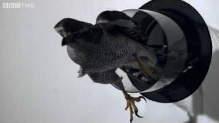 Goshawk Flies Through Tiny Spaces in SloMo  The Animals Guide to Britain Episode 3  BBC Two [upl. by Ennayr]