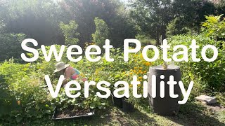 Sweet Potatoes Slips Plants amp Sautéed Leaves urbanhomesteading growyourownfood gardening [upl. by Kathe251]