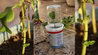 How To Grow Lantana From Cuttings [upl. by Cleave]