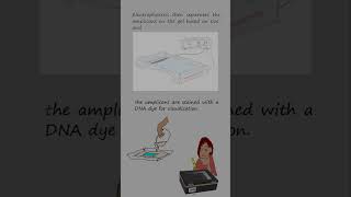 Genotyping alleles with length differences by Polymerase chain reaction and electrophoresis [upl. by Diego]