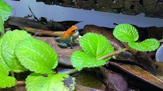 Oophaga granulifera Golfito calling [upl. by Naivat]