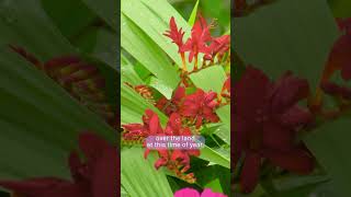 Gardeners World 2023 episode 19 [upl. by Stormy]