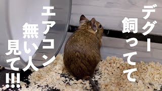 エアコンない人全員聞け！夏のデグー飼育方法 [upl. by Rakia]