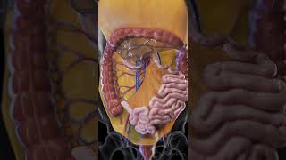 Discover the Mesentery The Unsung Hero of the Digestive System anatomy animation [upl. by Clarise]