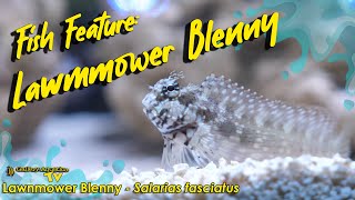 Fish Feature Lawnmower Blenny  Salarias fasciatus [upl. by Iretak]