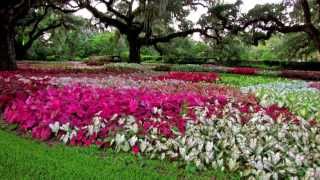 Among the CaladiumsBrookgreen Gardens [upl. by Ainig825]