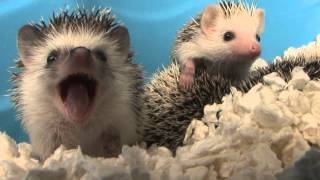 Baby Hedgehog Yawns HD Original [upl. by Vinson485]