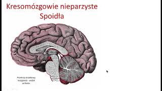 Kresomózgowie nieparzyste i istota biała półkul wstęp [upl. by Diamond]