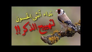 تغريد انثى الحسون لتهييج الذكر ⁄ Lappel de la femelle pour motiver le chardonneret à chanter [upl. by Rasecoiluj]