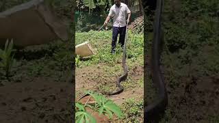 Big King Cobra Catching  Snake video [upl. by Nahej245]