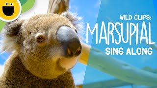 Marsupial SingAlong  Wild Clips Sesame Studios [upl. by Thornton500]